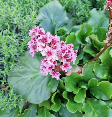 clusters of white-pink Elephant Ear flowers