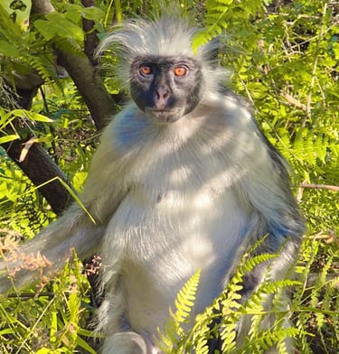 Zanzibar red colobus and Sykes monkeys interacting in the lush forest of Jozani Forest