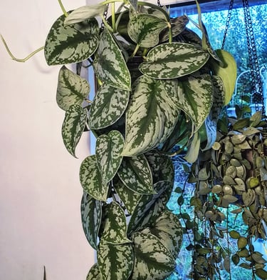 Mature Scindapsus pictus Exotica that hasn't been pruned in over a year