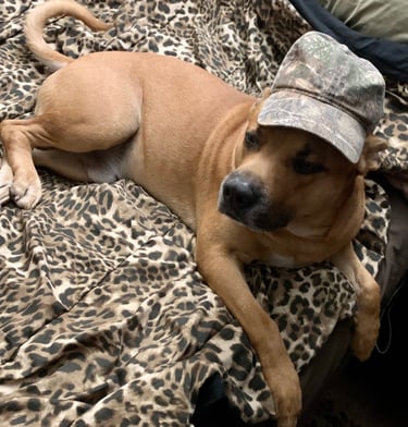 cute puppy on bed wearing camouflage hat