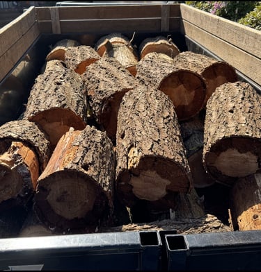 Tree stump removed and tree trunk cut into firewood rounds in Bothell near Woodinville