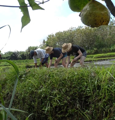 Bali farming