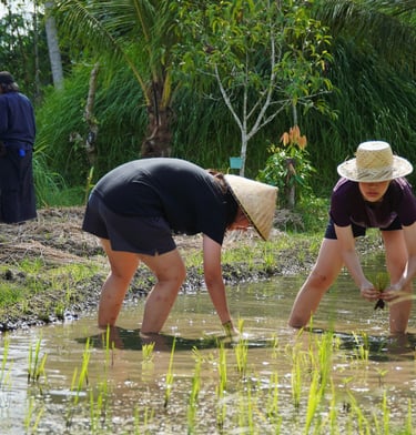 Bali Rice Farming