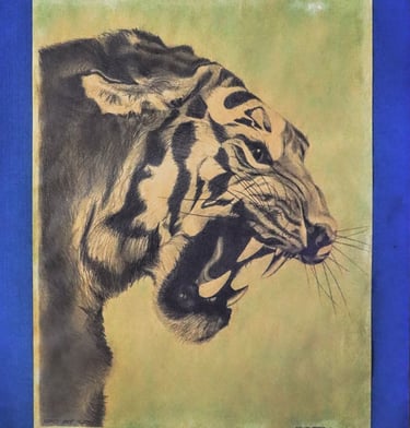 Dibujo realista a grafito de tigre rugiendo de perfil, detalle de rayas y colmillos sobre papel marquilla