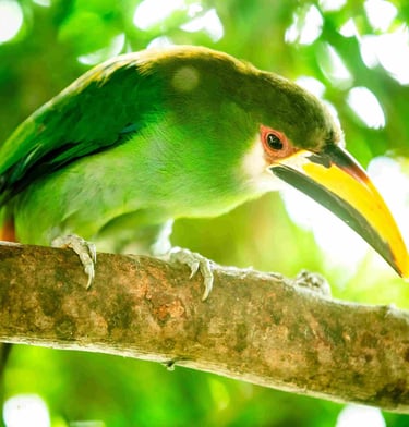 Birding in el Salvador - Emerald Toucanet