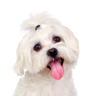 pet-photo-make-the-tongue-pinker