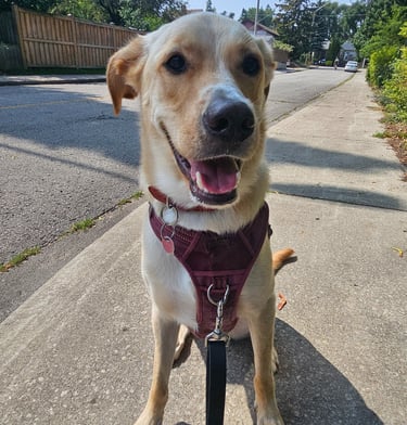 private dog walk on leash in east end toronto - east danforth - greenwood - coxwell