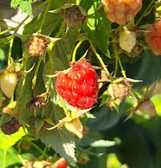 Raspberries