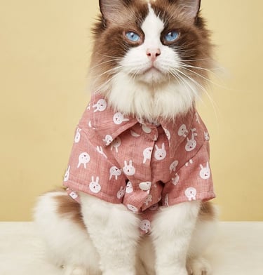 Un gato Ragdoll de pelo largo con ojos azules que lleva una camisa rosa con botones y estampado 