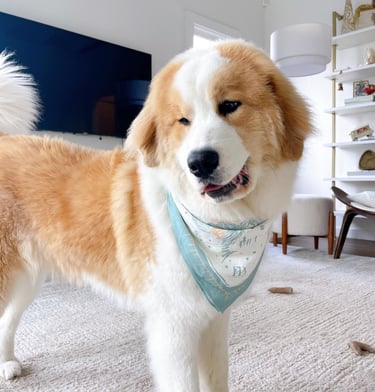 Dog wearing Winter Wolf illustrated dog bandana by Peyton Blue