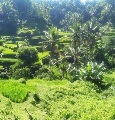 rizières tagalalang Ubud Bali