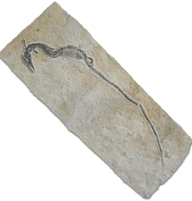 Fossil eines Pleurosaurus auf Kalksteinplatte aus Solnhofen