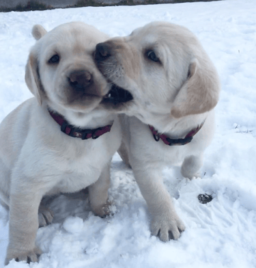 Labrador Retriever puppies in snow