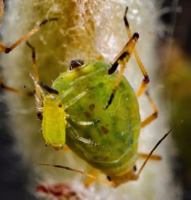 Green Aphids