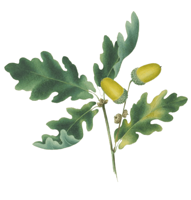 oak and acorns