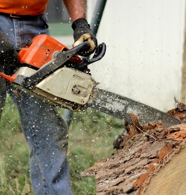 Tree cutting and chainsaw maintenance Work Bridgwater Somerset UK