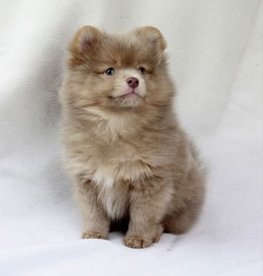 venta cachorro pomerania 
