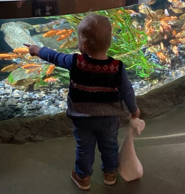 Baby looking at fish in Konstanz Sealife center