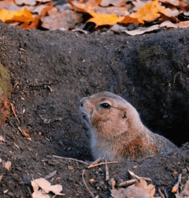grounding-and-spirituality-inner-energy-harmony