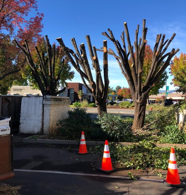 recently pruned trees