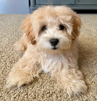 Maltipoo puppies for sale