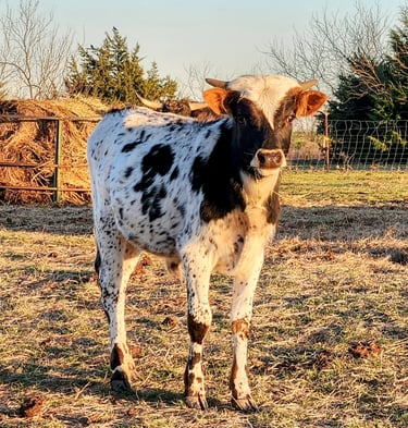 6 month old Miniature Longhorn bull calf