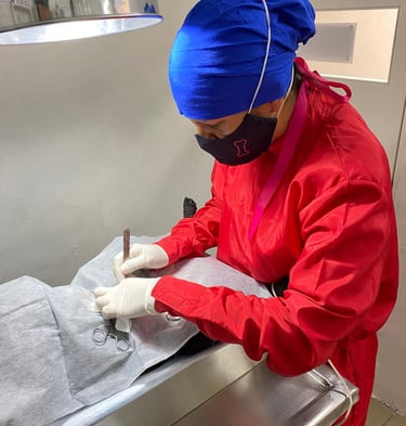 Veterinaria Arlen realizando una cirugía de esterilización