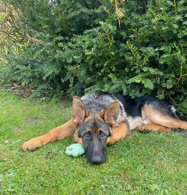 Ziggy the German Shepherd resting in the sun after a walk