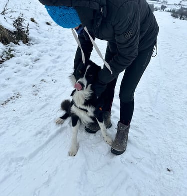 chien à la neige