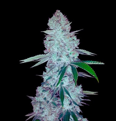 Gorilla Glue