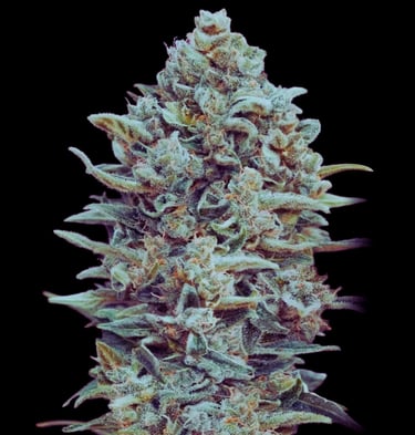 LEMON HAZE