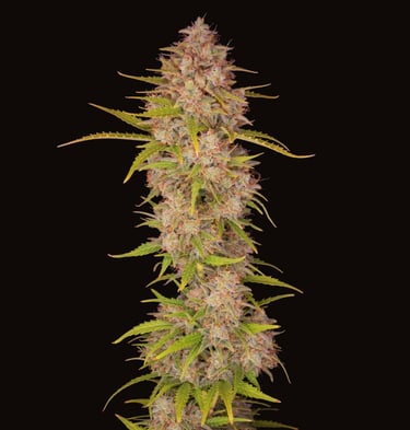 SKYWALKER