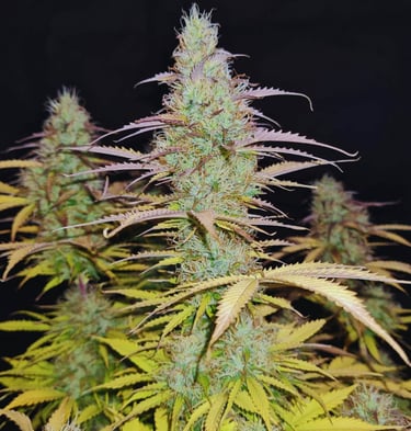 White Widow