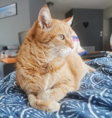 Manipulations ostéopathiques sur les chats