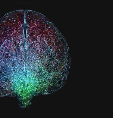 a brain map