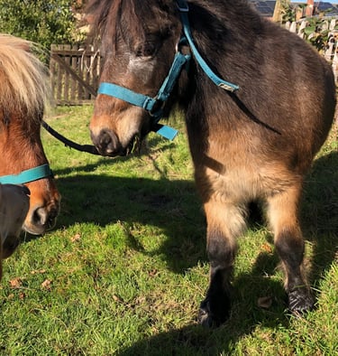 apprendre les émotions avec les poneys