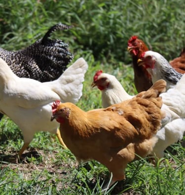 chickens