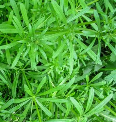 cleavers