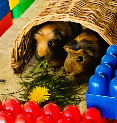 zootherapie belgique