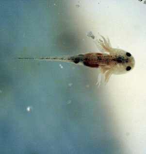 Axolote bebê recém-nascido em aquário.