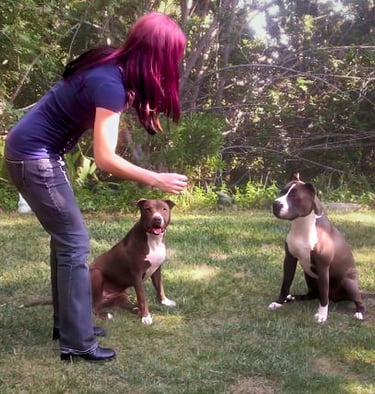 Dog rescuer and Rock of Love star Lacey Sculls gets two rescued Pit Bulls ready for their new home