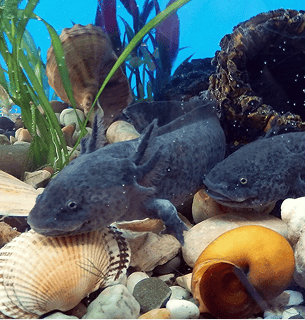 Vários axolotes juntos na água.