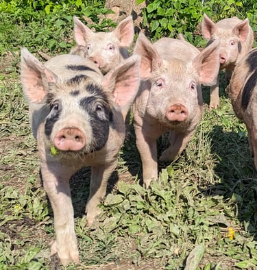 six pig walking towards you in grass