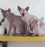 Primeira geração de matrizes e padreadores ChesLô.