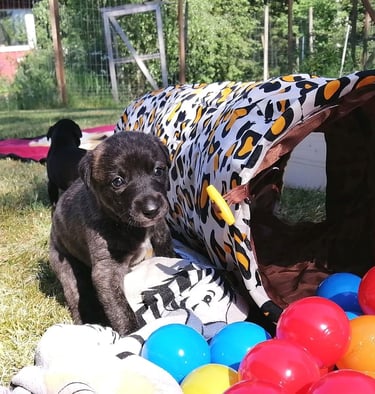 whippet puppy play