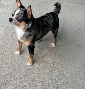 Nyx the blue merle AKC Chihuahua—Louisiana dam from champion lines, poised looking into the distance