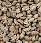 semi wash arabica green bean