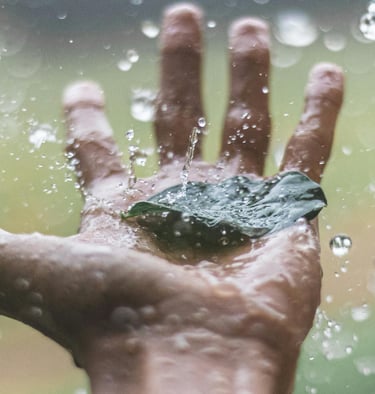Rain water hitting a leaf