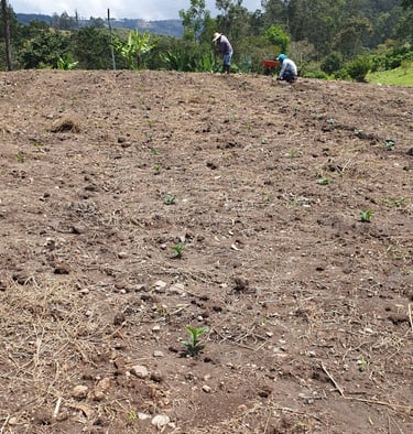 Café recién sembrado