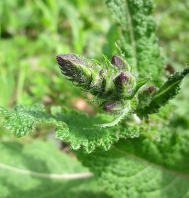 a Clary sage plant with a flower budding out of it